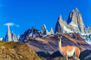 Picturesque guanaco graze on the hills. Fitzroi - mountain peak in Patagonia in the border area between Argentina and Chile. The mountain range by sunrise. The concept of extreme, active and photo tourism clipart