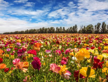 Büyük bahçe çiçekleri açan bir tarla. Bahar ılık günü. Ekolojik, kırsal ve fotoğraf turizmi kavramı