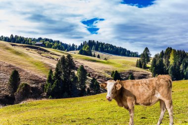 Çiftlik ineği tepelerde otluyor. Dolomitlerde Kızılderili yazı. Alpe di Siusi, İtalya 'nın Dolomitler şehrinde büyüleyici bir platodur. Yürüme, ekolojik ve fotoğraf turizmi kavramı