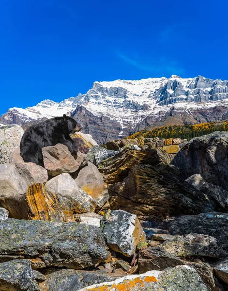 Poderoso Urso Negro Repousa Sobre Banco Pedra Lago Moraine Canadian — Fotografia de Stock