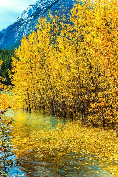 Höstens Sjööversvämning Den Berömda Konstgjorda Abraham Sjön Speglar Gyllene Lövverk — Stockfoto