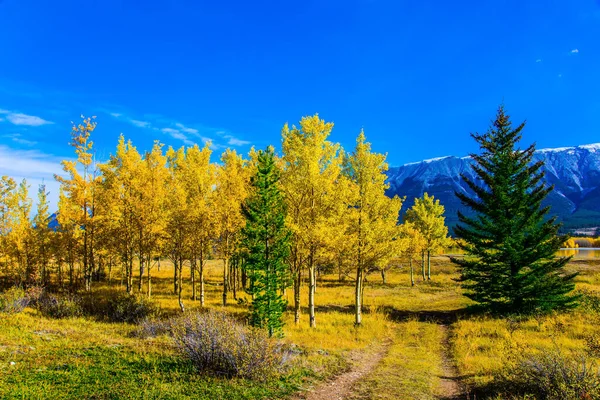 カナダのロッキー山脈の谷 アブラハム湖の黄金の秋 生態学的 積極的かつ写真観光の概念 — ストック写真