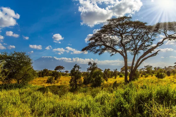 Park Amboseli Jest Najczęściej Odwiedzanym Parkiem Kenii Savanna Rzadkimi Krzakami — Zdjęcie stockowe