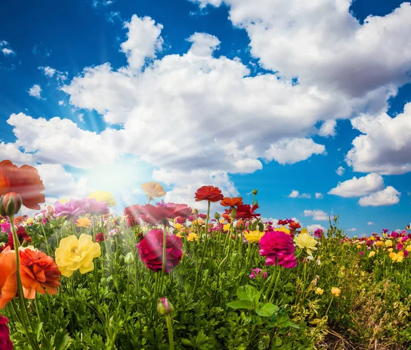 積雲の中には温泉の太陽が輝いています 赤と黄色のバターカップの開花の素晴らしさ 生態系 写真観光の概念 — ストック写真