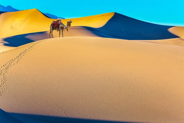 Auf Den Sanddünen Thront Ein Gepflegtes Kamel Das Mit Bunten — Stockfoto