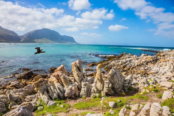 Kormorany Przelatują Nad Brzegiem Oceanu Kolonia Pingwinów Parku Narodowym Góry — Zdjęcie stockowe