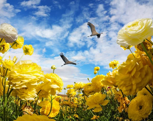 Ranúnculo Grande Amarillo Del Jardín Los Botones Florecen Campo Granja —  Fotos de Stock