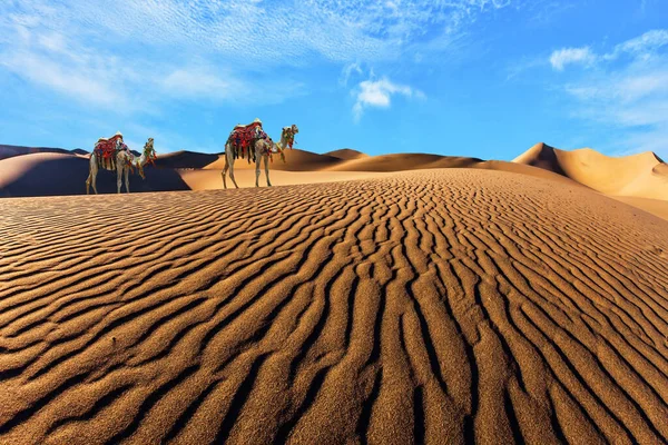 Camello Bien Arreglado Decorado Con Guirnaldas Borlas Encuentra Sobre Las — Foto de Stock