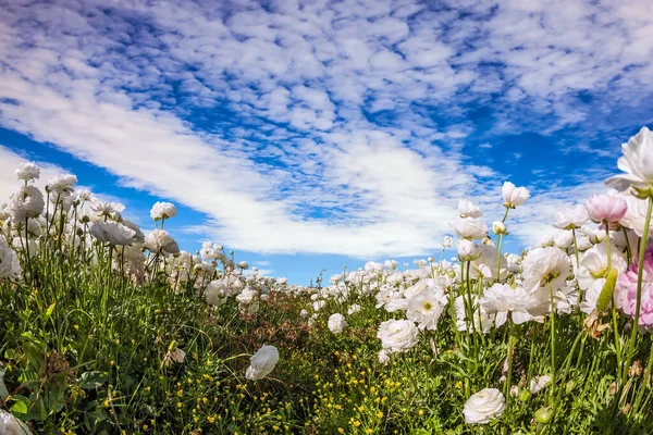 Concetto Fotografia Artistica Pittoresco Campo Belle Fioriture Bianco Rosa Ranuncoli — Foto Stock