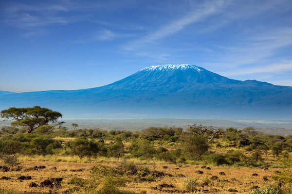 Amboseli Park is the most visited park. The snow peak of Kilimanjaro. Savanna with bushes and desert acacies. Interesting trip to Kenya, Africa. The concept of exotic, ecological and photo tourism