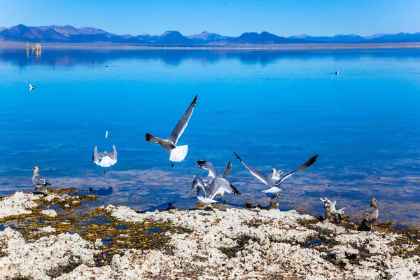 Malebné Jezero Mono Vápencovými Věžemi Usa Dobrý Večer Jezera Velké — Stock fotografie