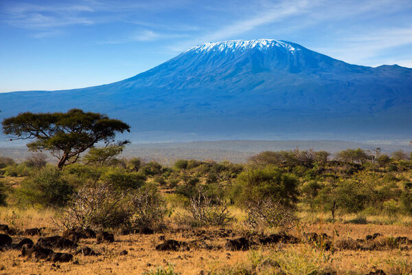 Amboseli Park is the most visited park in Kenya. The snow peak of Kilimanjaro. Savanna with bushes and desert acacies. Impressive travel to Africa. The concept of exotic, ecological and photo tourism