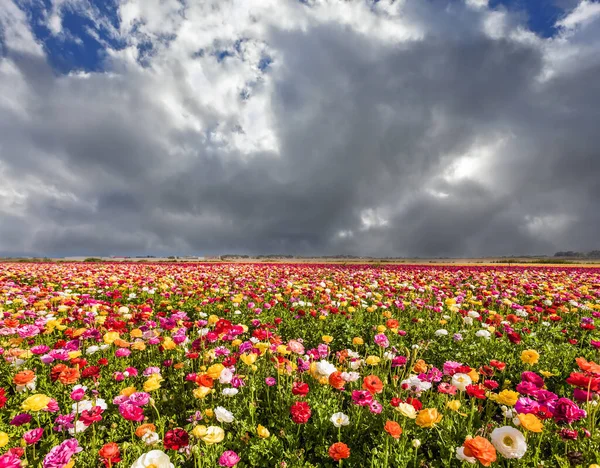 Heavy Rain Cloud Flower Field Blooming Garden Red Yellow Buttercups — Stock Photo, Image