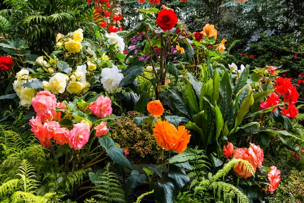 Maravilhosa Estufa Flores Deslumbrantes Canteiros Flores Lindas Flores Tropicais Coloridas — Fotografia de Stock