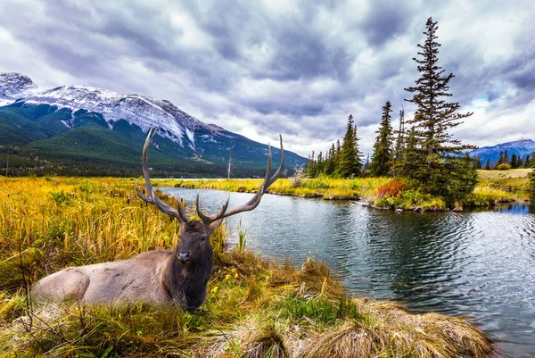 Montagnes Rocheuses Canada Superbe Cerf Avec Des Cornes Broutant Sur — Photo