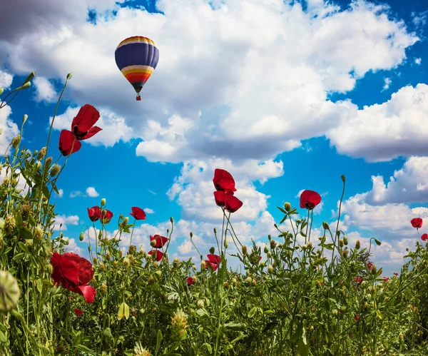 Início Primavera Israel Campo Anêmonas Florescendo Família Buttercups Adoráveis Nuvens — Fotografia de Stock
