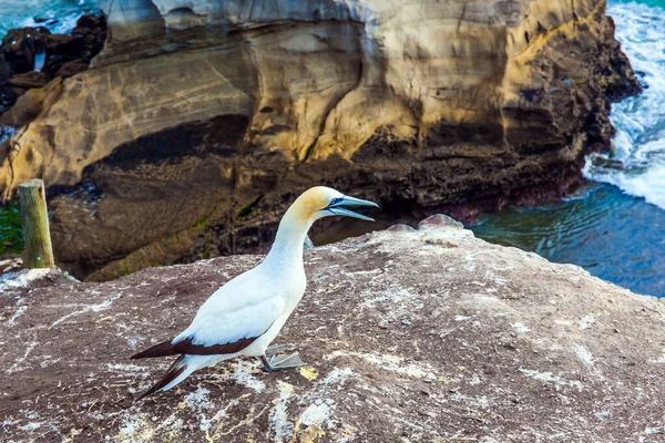 岩の上にオーストラリアのオルサスの巣の大規模なコロニー ニュージーランド地球の南半球の壮大な自然 アクティブ 写真観光の概念 — ストック写真