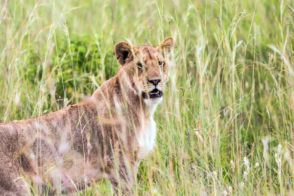 Lejoninna Högt Gräs Afrika Kenya Safari Tur Till Det Berömda — Stockfoto