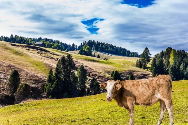 Dikke Boerderijkoe Grazen Heuvels Indiase Zomer Dolomieten Alpe Siusi Een — Stockfoto