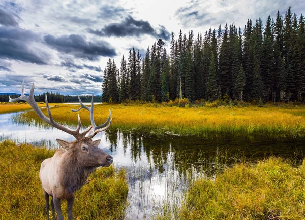 Severní Cordillera Canadian Rockies Jelen Odpočívající Trávě Jezera Chladný Podzimní — Stock fotografie