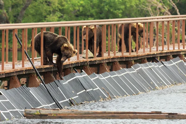 Tre giovani orsi bruni sulla recinzione per tenere conto dei pesci. Lago di Kurile . — Foto Stock