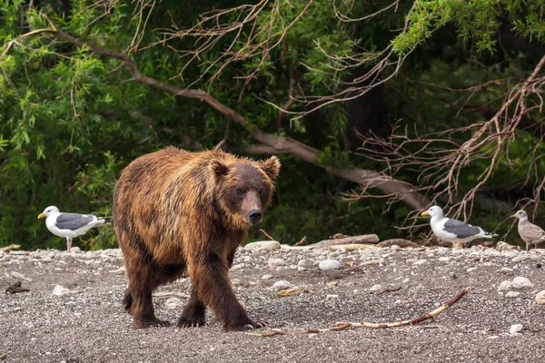 Barna medve, a parton a Kurile-tó. — Stock Fotó