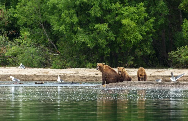 Boz ayı yavrularını Kurile kıyı Gölü ile. — Stok fotoğraf