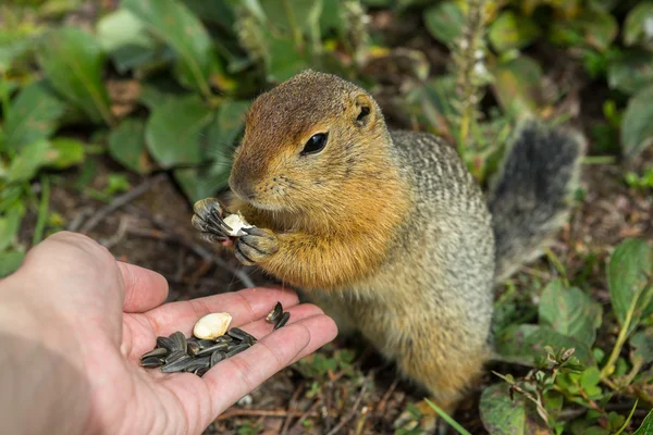 Lo scoiattolo polare artico mangia semi da mani umane. Kamchatka . — Foto Stock