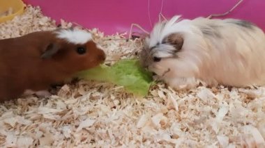 Eskiden şiling şimdi pigs marul yiyor.