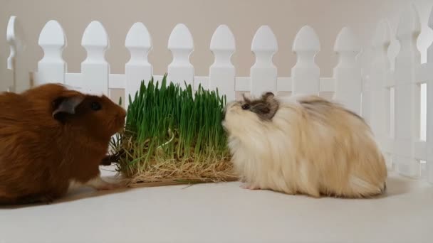 Cavia's eten van gekiemde haver. — Stockvideo