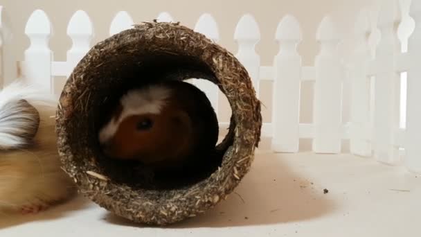 Guinea pigs happily playing an edible pipe. — Stock Video