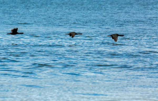 Rebanho de corvos-marinhos pelágicos sobrevoando o Oceano Pacífico . — Fotografia de Stock