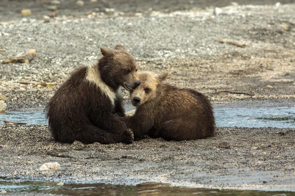 Divertenti cuccioli di orso bruno sulla riva del lago Kurile . — Foto Stock