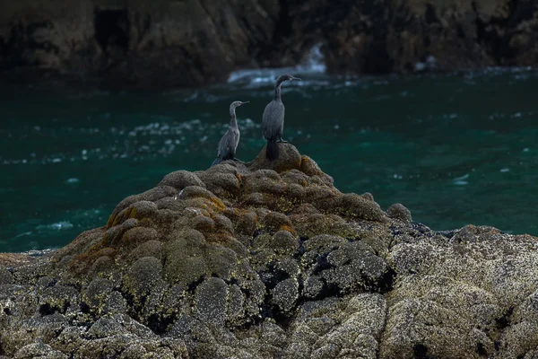 Pelagic cormorant nesting on the rocks in Pacific Ocean. — Stock Photo, Image