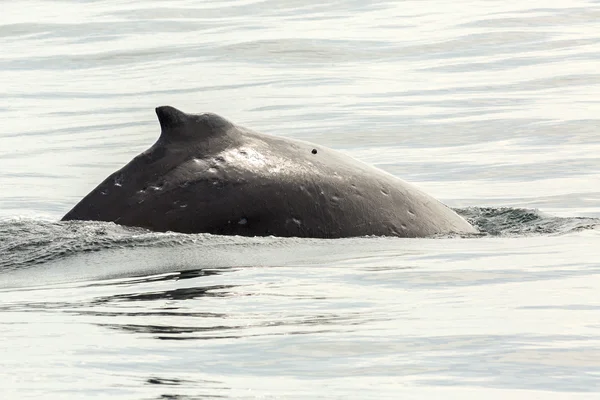 Fin op de rug van de bultrug in de Stille Oceaan. Revier/gebied in de buurt van Kamtsjatka. — Stockfoto