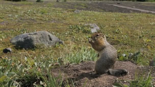 Arctische grondeekhoorn zaden eten op rots. Kamtsjatka. — Stockvideo