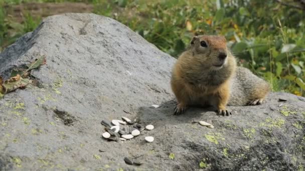 Arctic ground squirrel eating seeds on rock. Kamchatka. — Stock Video