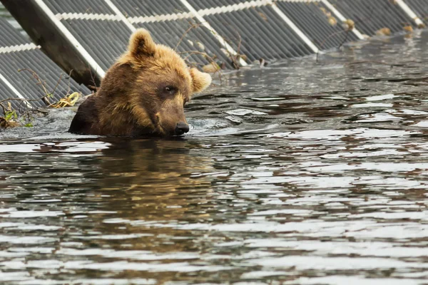 Niedźwiedź brunatny, czekając na ofiarę w Jezioro Zuryskie. — Zdjęcie stockowe