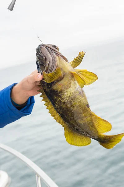 Mackerel on hook. Bottom sea fishing in the Pacific near Kamchatka. — Stock Photo, Image