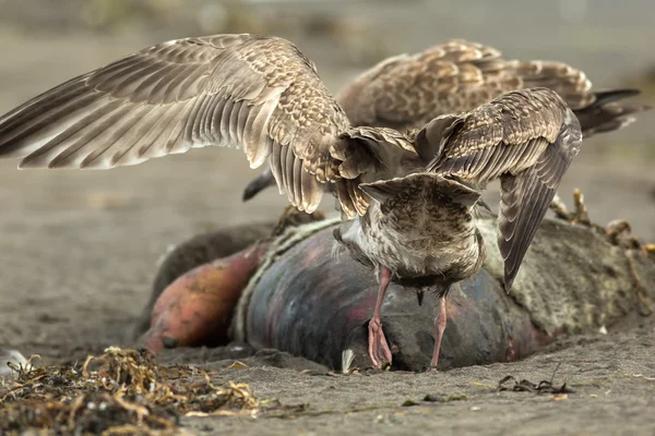 Pacific Gull eating dead seal on the beach. — Stock Photo, Image