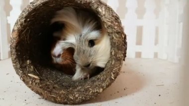 Eskiden şiling şimdi pigs mutlu oynarken yenilebilir bir boru.