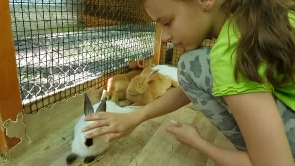 Gadis kecil memberi makan kelinci dekoratif dan berkomunikasi dengan mereka . — Stok Video