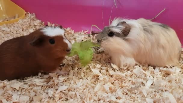 Cavia's eten van sla. — Stockvideo