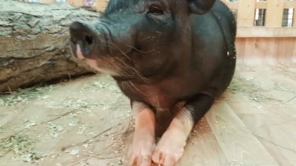 Feeding and communicates with black dwarf pig. — Stock Video