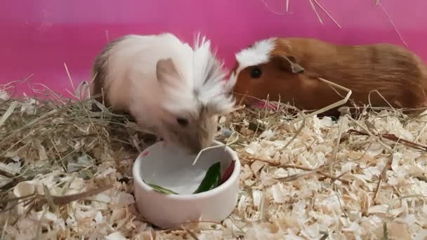 Cavia's eten van komkommers en bieten. — Stockvideo