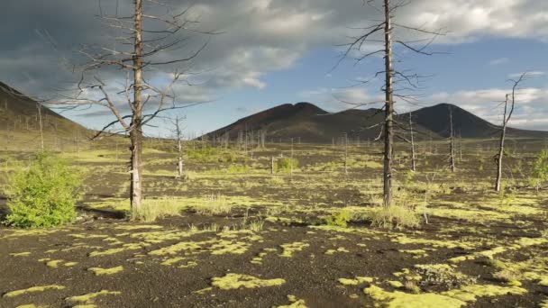 Dead Forest near volcanoes. — Stock Video