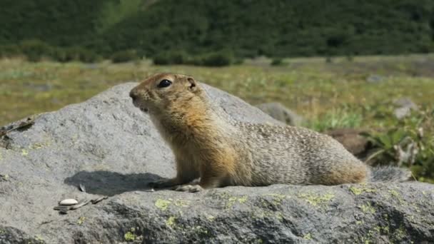 Ardilla de tierra ártica comiendo semillas en roca. Kamchatka. . — Vídeo de stock