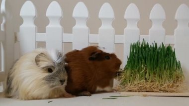 Eskiden şiling şimdi pigs çimlenme yulaf yemek.