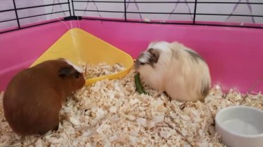 Eskiden şiling şimdi pigs yeşil salatalık yemek.