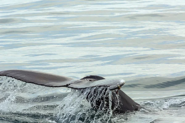 Ουρά φάλαινας humpback στον Ειρηνικό Ωκεανό. Θαλάσσια περιοχή κοντά στη χερσόνησο Καμτσάτκα. — Φωτογραφία Αρχείου